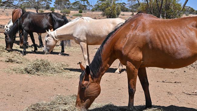 Horses at South Australian Humane Animal Rescue Association (SAHARA) at Morgan on Friday, owned by Shane Jones. Picture: NewsWire / Brenton Edwards