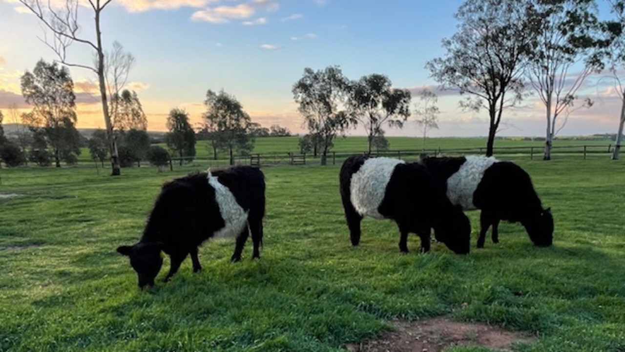 Cows at Naomi Jaeschke's farm. Picture: Supplied