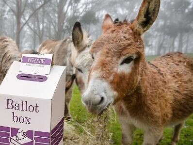 Why SA candidates face stiff competition from donkey votes