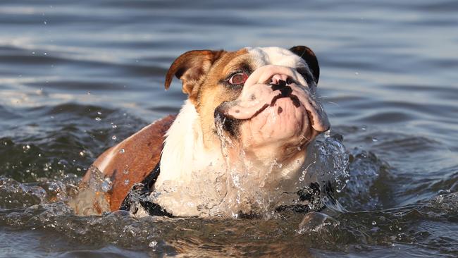 7AM: Bruce the bulldog takes a dip in Port Melbourne ahead of Saturday’s top of 42 degrees. Picture: David Crosling