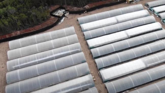 Bui, Tran and their 12 co-accused constructed 51 greenhouses of 80m in length, supplied by industrial generators and artificial water reservoirs.