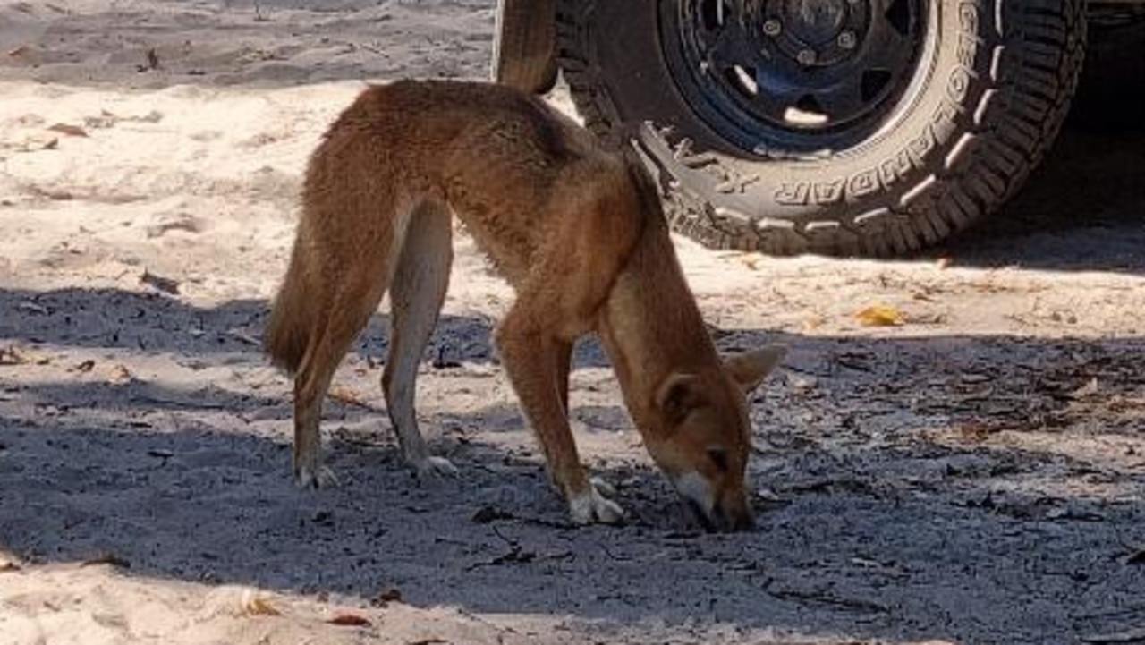 Female tourist bitten by dingo on K’gari on her way to the toilet