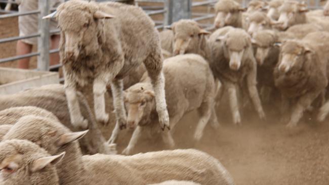 Sheep and lamb prices are sitting pretty when compared to same time last year.