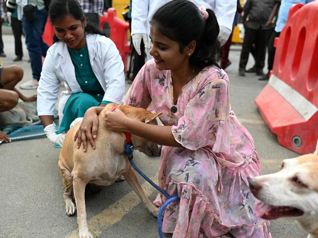 A veterinarian inoculates a street dog with a dose of anti-rabies vaccine during a vaccination drive at Marina beach in Chennai in June. Picture: AFP