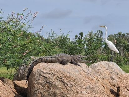 A croc tries to charm an egret. Picture: Quentin Vanda-Mower