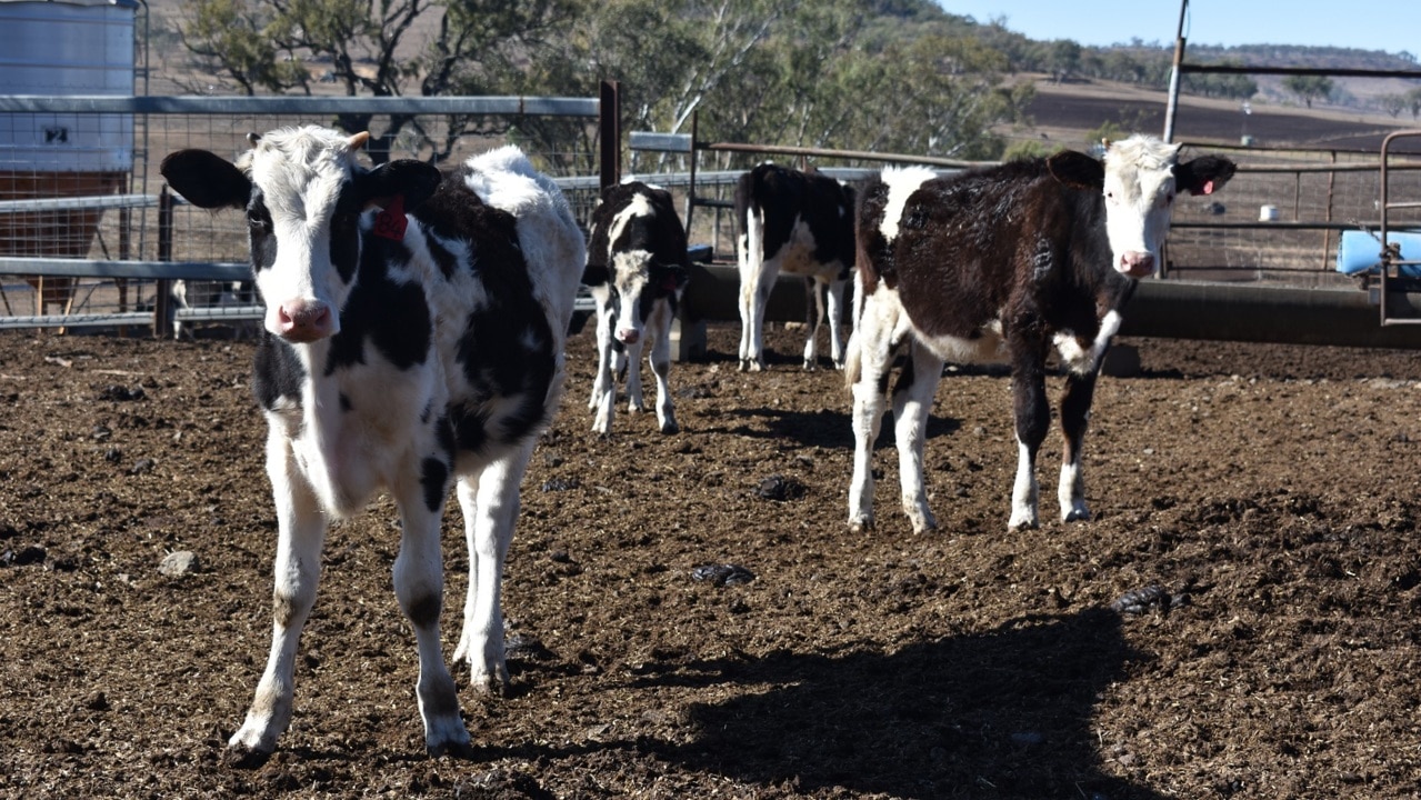 Dairy industry under threat from COVID-19