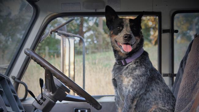 The Day of Dogs 2018 #dayofdogs18 Kayla Rigano sent in this picture of Sheila the blue heeler from Ferndale Victoria 