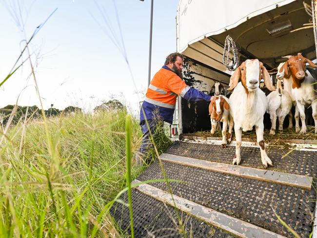 Meet the newest members of the Sydney Metro workforce.Goats have been put to work on Australia's biggest public transport project, clearing the site around Sydney Metro's precast facility at Eastern Creek.The goats are clearing land along the alignment of the Eastern Tunnelling Package (ETP), where John Holland CPB Contractors Ghella Joint Venture (JCG) has been awarded the contract to design and build the tunnels for the multi-billion-dollar Sydney Metro West project.The 17-hectare precast facility is located at Eastern Creek in western Sydney and was purpose-built to support the construction of Sydney Metro West that will connect Greater Parramatta to the Sydney CBD.The ETP includes the construction of 3.5-kilometre tunnels under Sydney Harbour between The Bays and Sydney CBD, and the excavation of Pyrmont and Hunter Street stations. . Picture: Morris McLennan