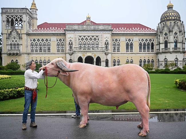 Ko Muang Phet, a white buffalo who was sold for over $750,000, meets his new owner at Government House in Bangkok. Picture: Lillian Suwanrumpha/AFP