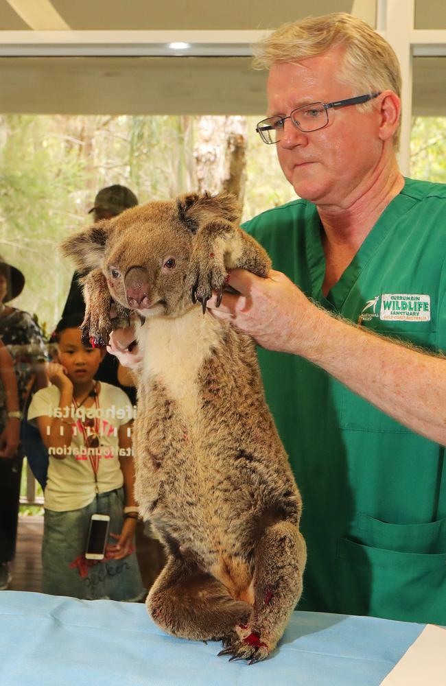 Dr Michael Pyne taking care of Sally the six year old female koala. Picture Glenn Hampson