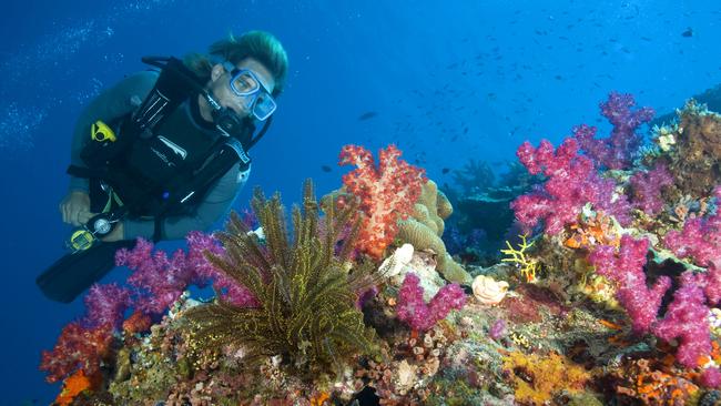 Colourful scenes like this, at the Agincourt Reefs adjacent to Port Douglas, North Queensland, could become a thing of the past.