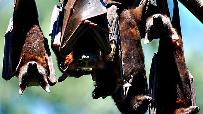 Flying foxes are a threatened species and residents have been urged not to disturb the colony.