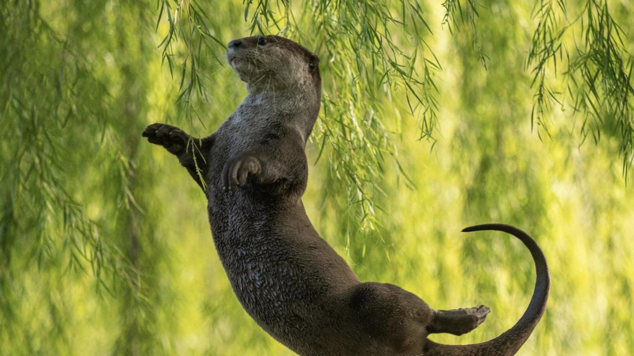 The Comedy Wildlife Photography Awards see the finalists The Australian