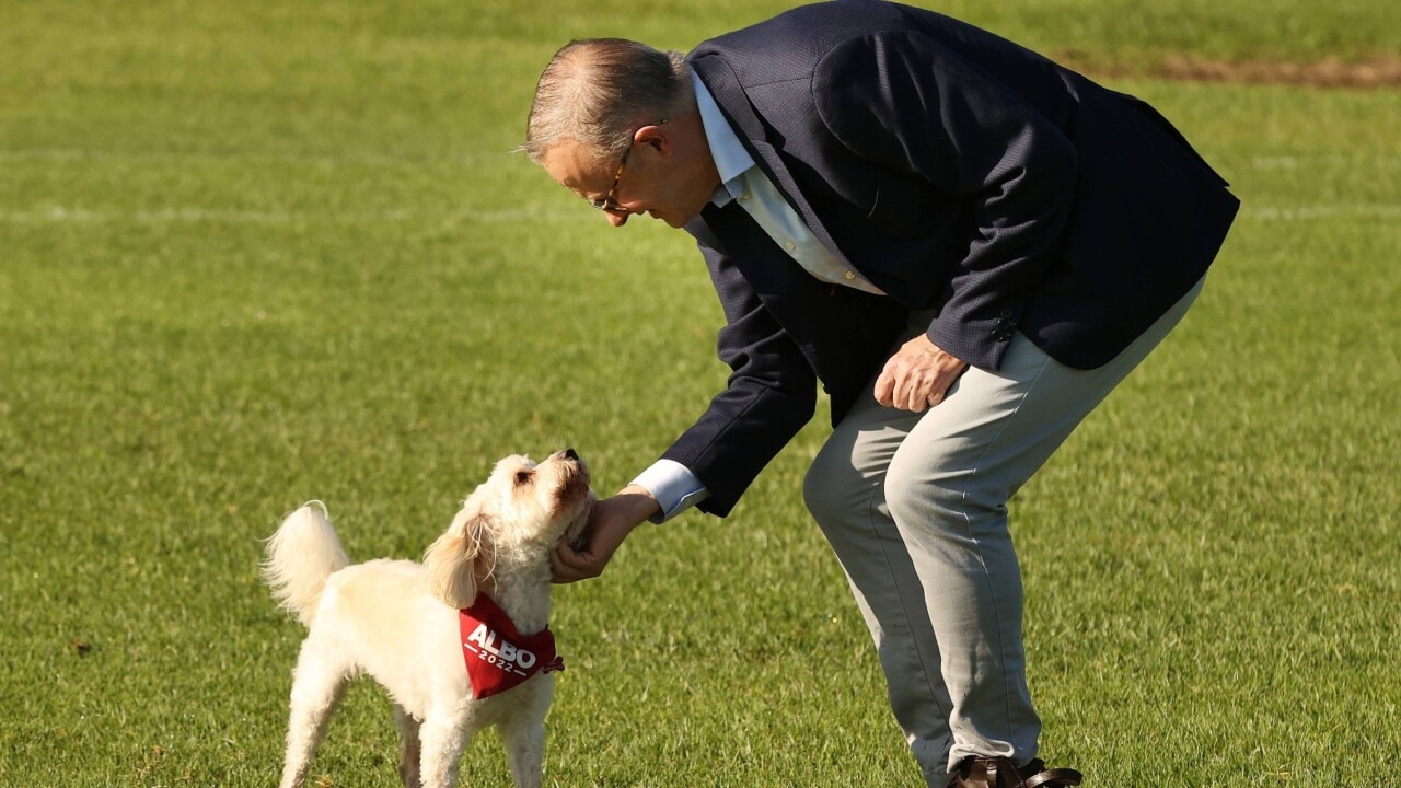 Albanese’s dog joins Twitter