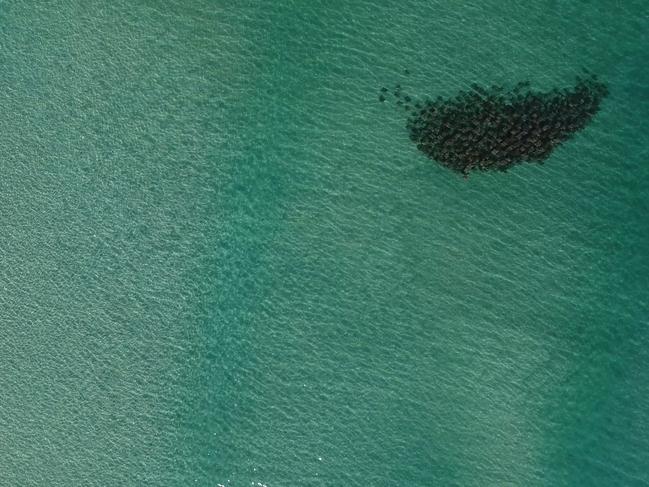 2016-2018: A still image showing Cownose rays and surfers captured from drone footage taken between Evans Head and Byron Bay in the northern coast of NSW. NSW DPI have been using drones to monitor beaches for the past three years as part of the NSW Shark Management Strategy. Southern Cross University’s research team carefully analyzed the drone footage and counted more than 4100 large marine animals. Source: NSW DPI / Southern Cross University