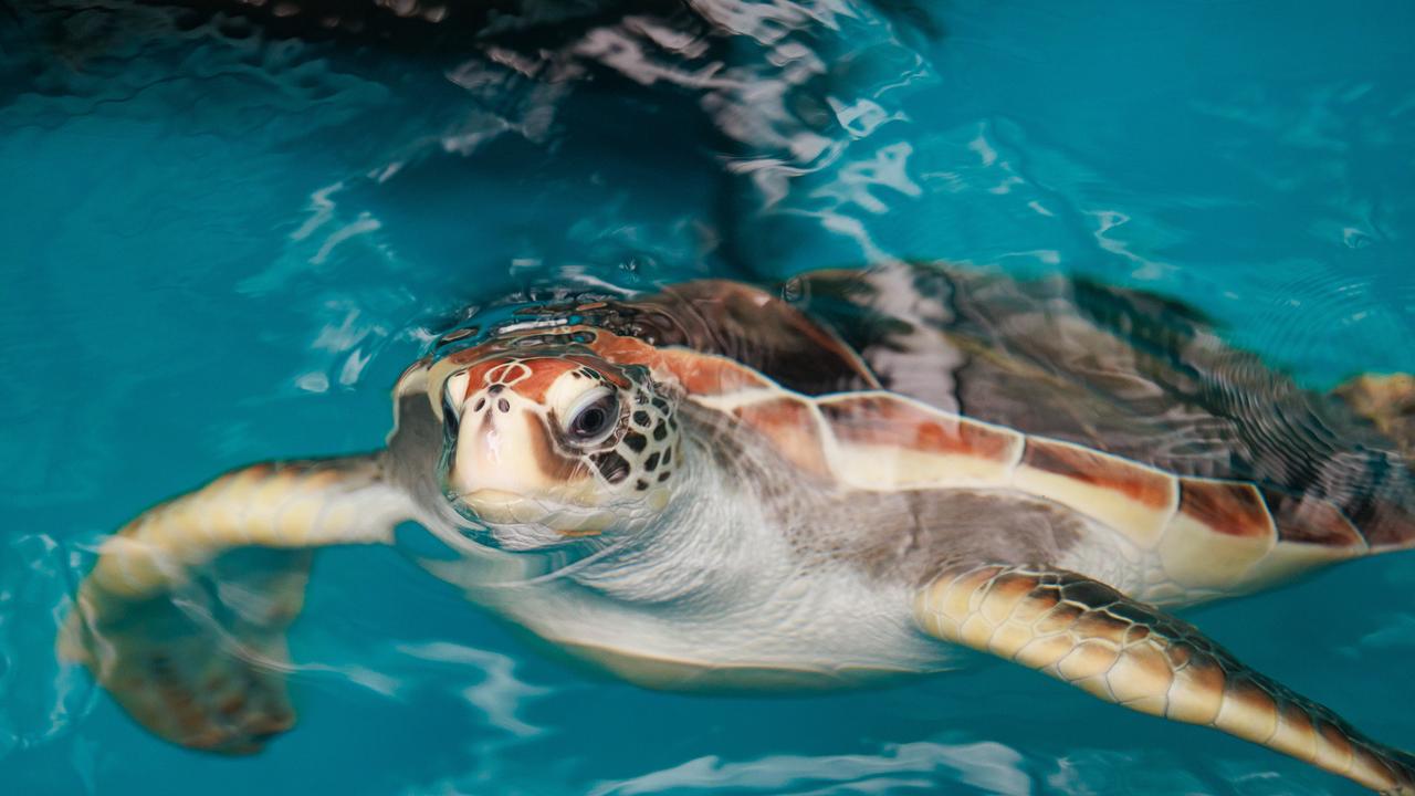 Tiny turtle set for release by Taronga Wildlife Hospital after miracle ...