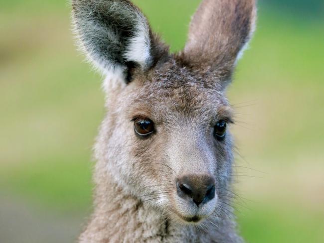 WENTWORTH COURIER/AAP.  Kangaroo inside Central Gardens in Merrylands. Merrylands, Monday 24 June, 2019. New sugar gliders now have a home in the newly built Nocturnal House inside Central Gardens. They will live alongside brush tail and ring tail possums. (AAP IMAGE / Angelo Velardo)