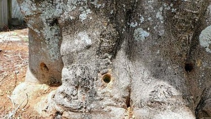 Holes were drilled in the trees before they were poisoned. Photo: Supplied