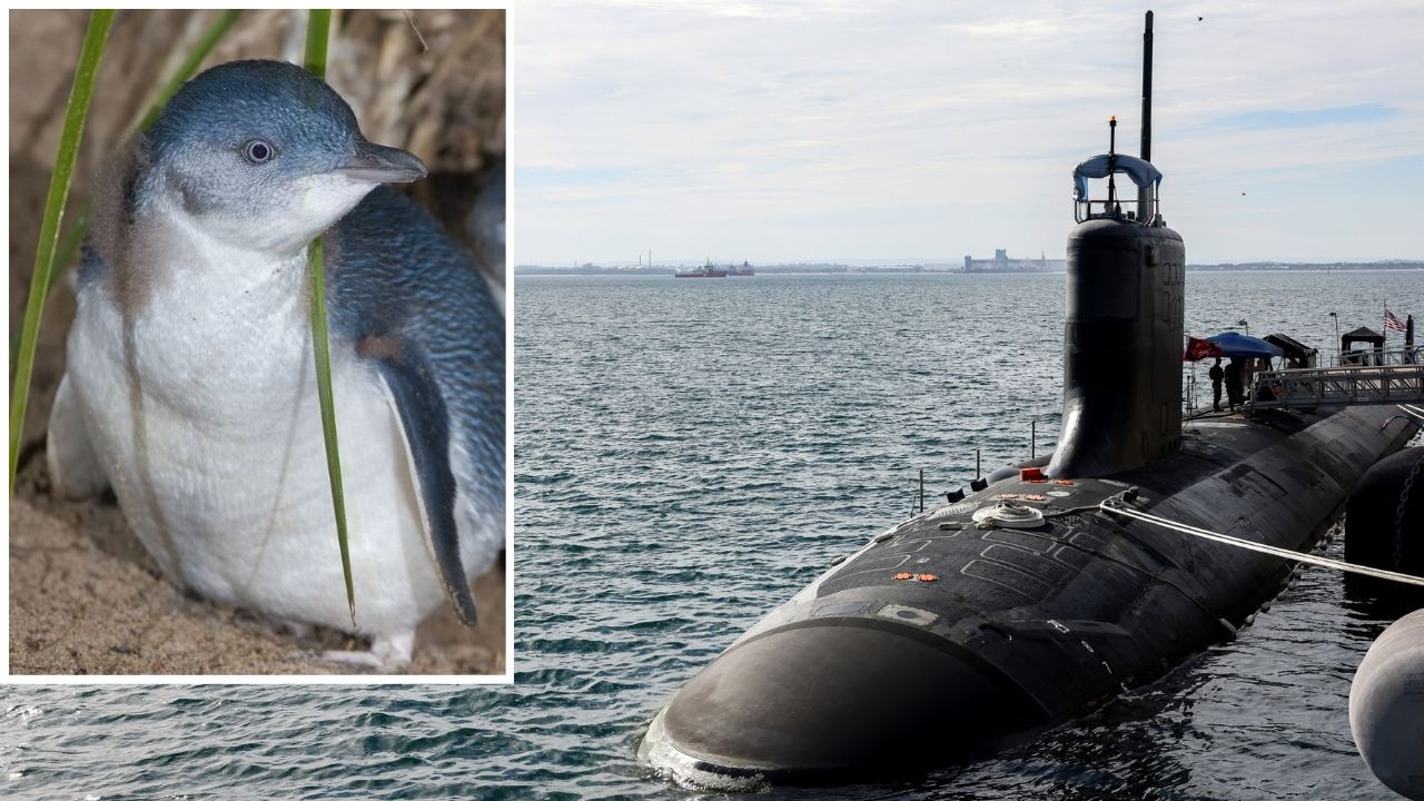 Penguins ‘to torpedo AUKUS upgrades’
