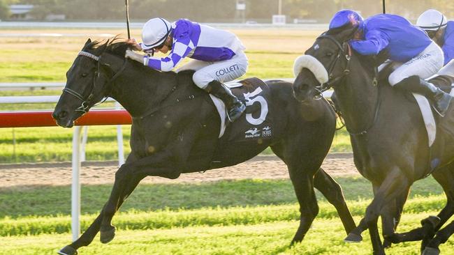 The Maxinator (pictured) and Dark Euro can give trainer Fleur Blanch her first training quinella at Grafton on Sunday. Picture: Bradley Photos