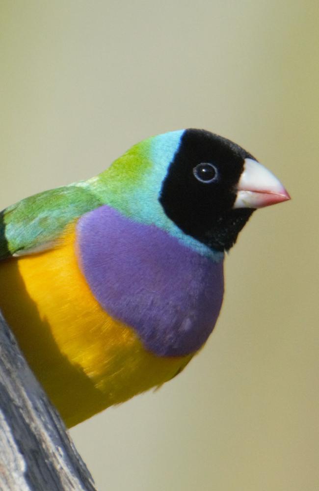 The beautiful but endangered Gouldian finch was spotted at Lee Point last year, sparking calls for a Defence housing development to be binned in order to save the rare species’ new habitat.