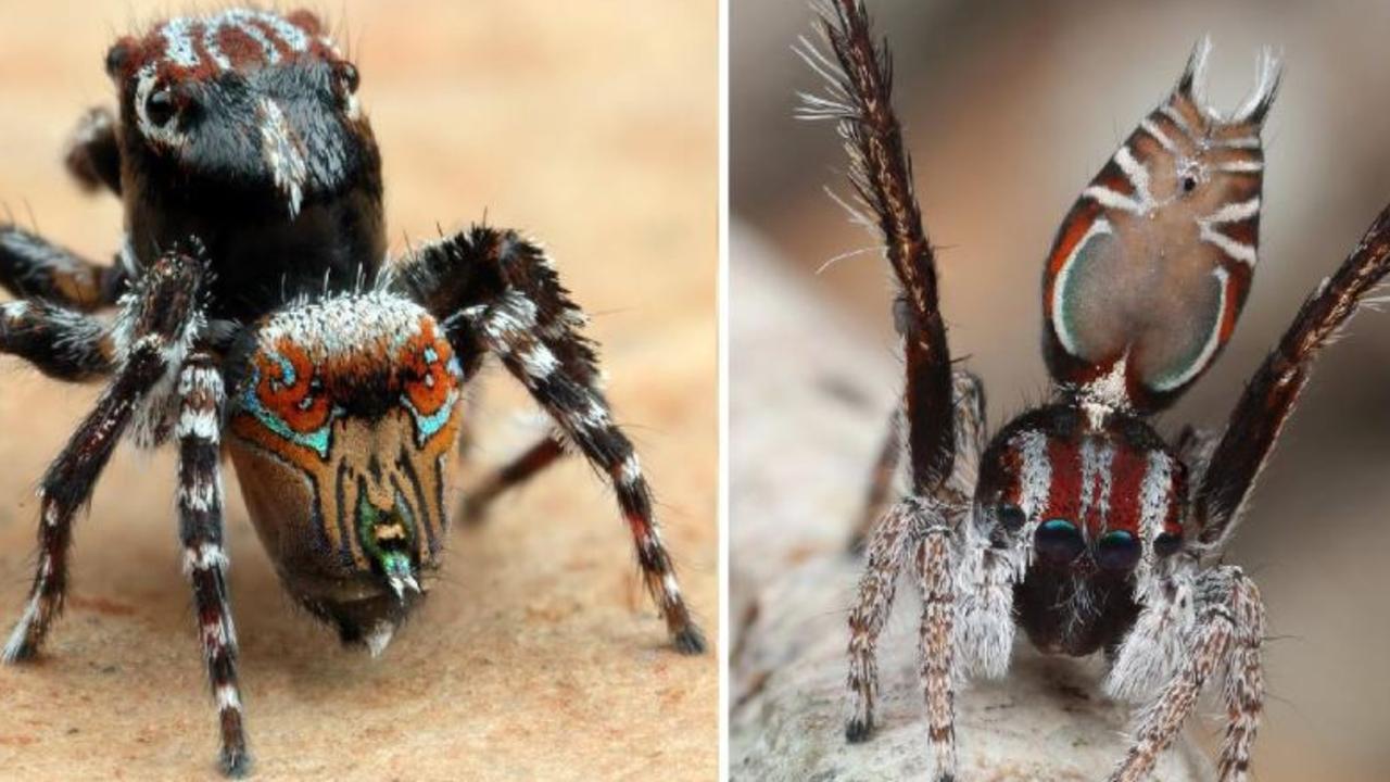 Seven new species of Australia's colourful 'dancing' peacock spider  discovered - ABC News