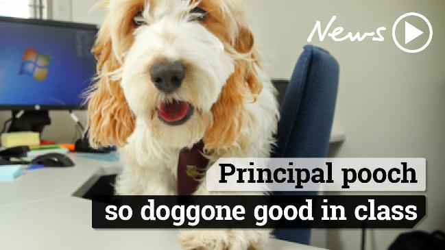 Principal pooch, so doggone good in class