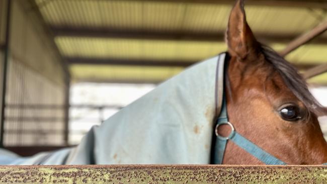 The horses here are safe and sheltered. Picture: Odessa Blain.