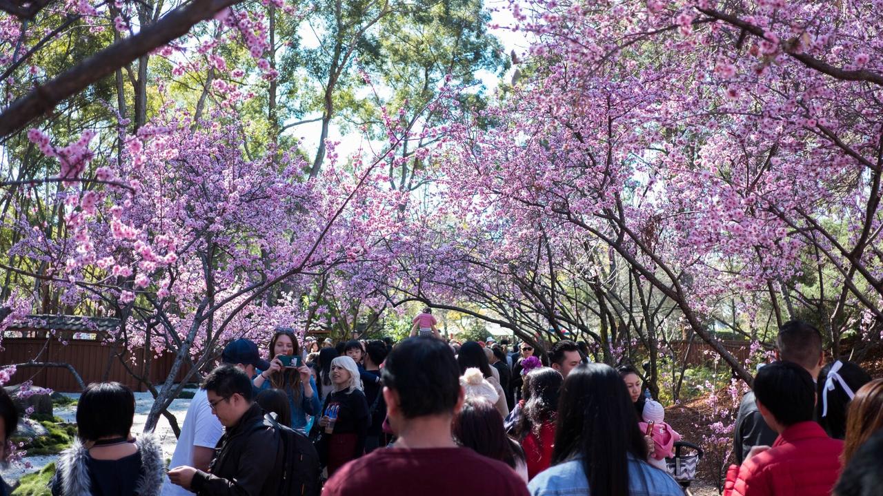 See Adam Liaw at Auburn’s Cherry Blossom Festival Daily Telegraph