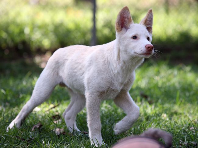 First Purebred White Dingo Born At The Bargo Dingo Sanctuary In 40 Years Daily Telegraph