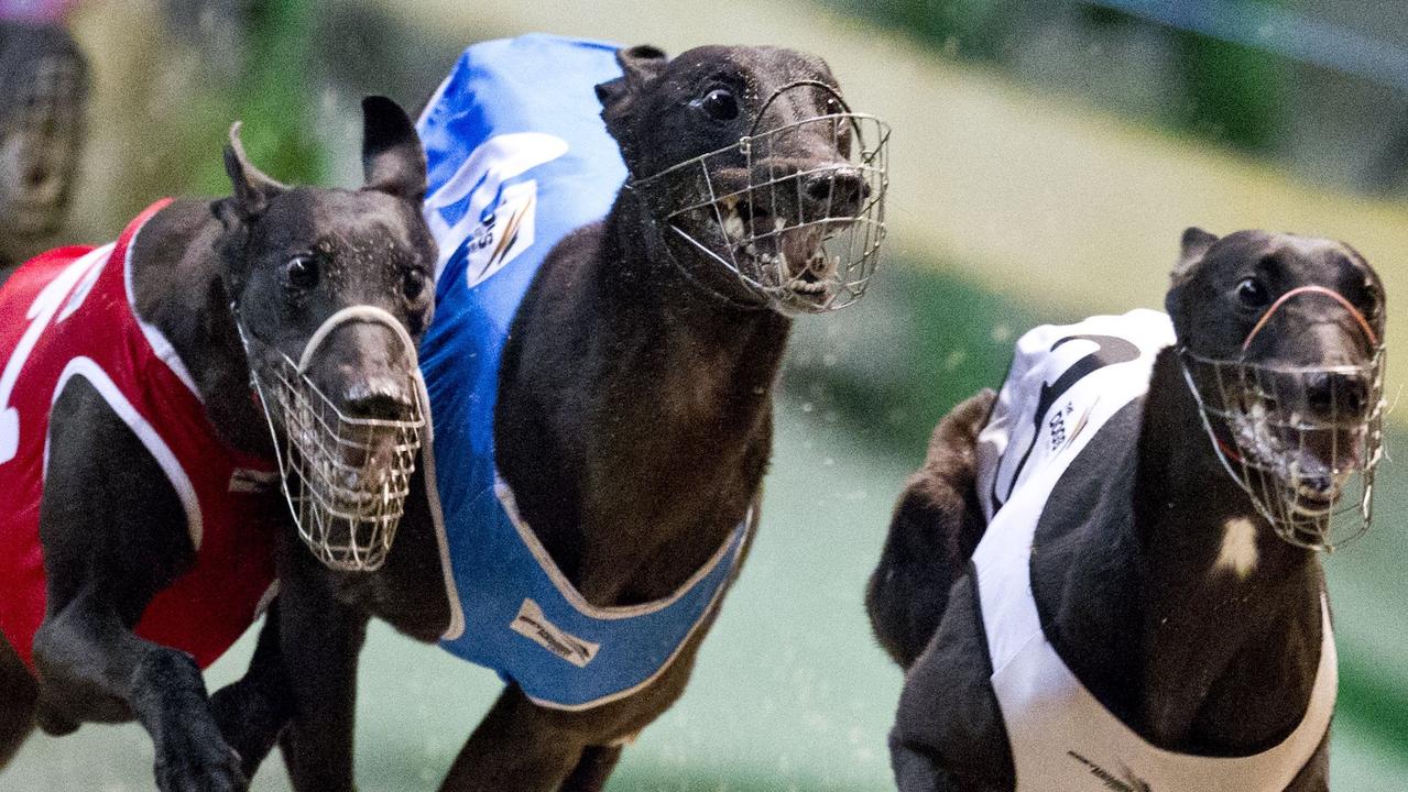 Coronavirus fallout Greyhound racing desperate to survive