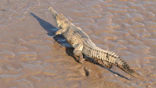 Fresh and saltwater crocodiles thrive in creeks and rivers around Carlton Hill. Picture: Charlie Peel