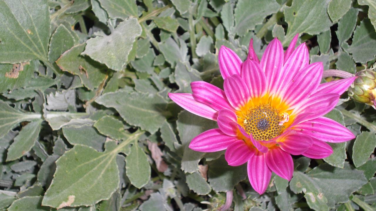 Colorful Daisy Like Flowers Crossword Best Flower Site