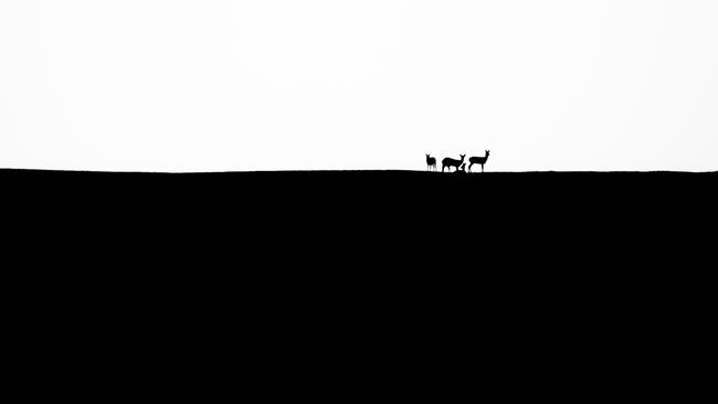 In Hungary’s setting sun, a young photographer spotted these deer on top of a small hill while out with friends on winter school break. The photo has a lovely composition and was runner up in the youth category. Picture: Ákos Őrsi/Nature TTL