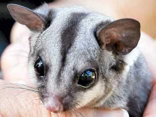 A recently-orphaned sugar glider with the Tweed Valley Wildlife Carers. Picture: Contributed