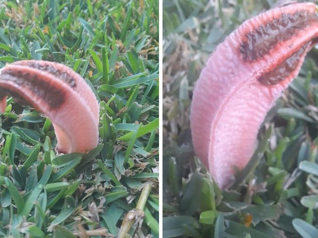 A woman was shocked by this flesh like growth in her backyard. Picture: Facebook