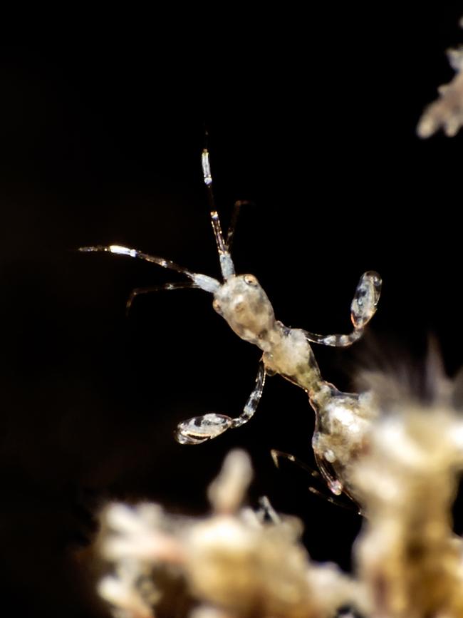 Skeleton shrimp on the Gold Coast. They are just 2-3mm big. Picture: Andy Wingate