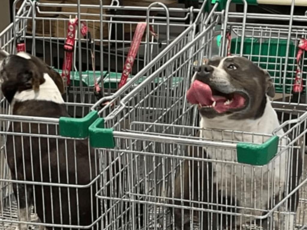 People called image of two dogs in trolleys "disgusting". Picture: Facebook/Todd Magnay