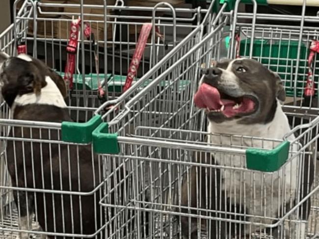 People called image of two dogs in trolleys 