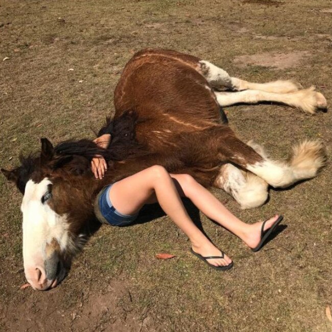 VAALI: Is this why they’re called heavy horses? Vaali the clydesdale is convinced she’s a lap dog.