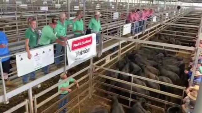 Wodonga cattle sale up to $800 dearer