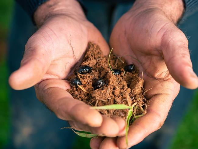 The Border Ranges - Richmond Valley Landcare Network are conducting a survey on dung beetle activity, especially in the Kyogle area. Photo: Supplied