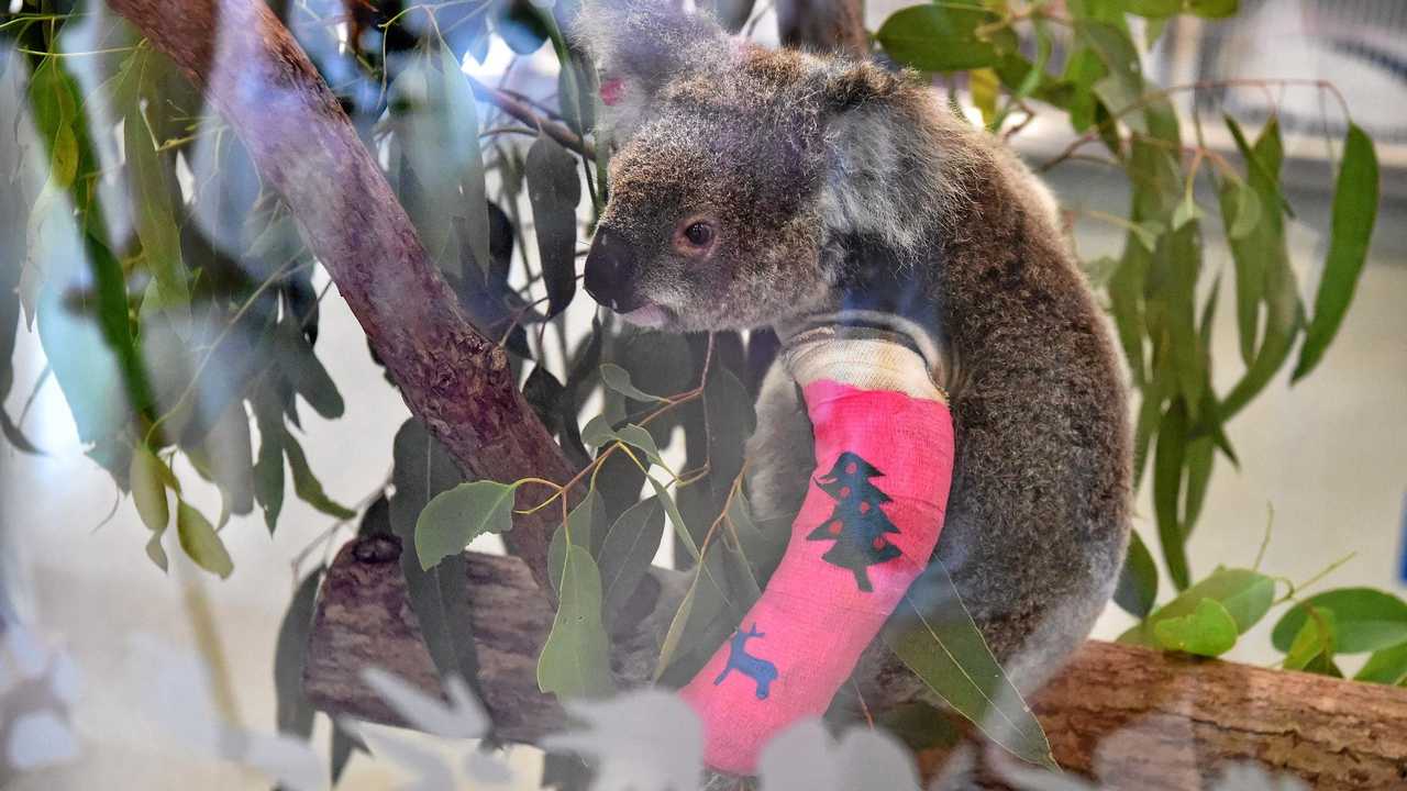 This koala, named Rebecca by staff at Australia Zoo Wildlife Hospital , was badly injured when hit by a car. Picture: Warren Lynam