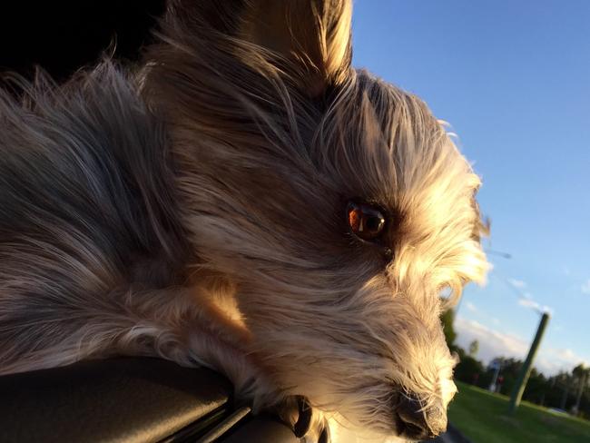 Ashsa Travis loves her dog Lulu. She only weighs 2.5kgs but she’s thinks she’s a big tough dog. She is her owner’s world and best friend. Lulu loves hanging out the car window and watching the world pass by.