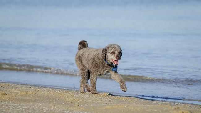 Banjo taking a stroll along the water.