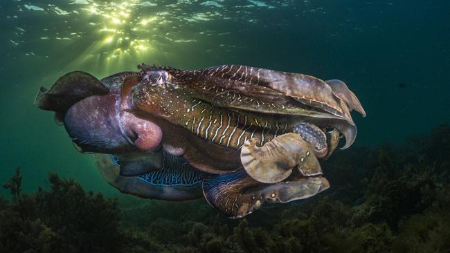 A giant Australian cuttlefish during the aggregation off the coast of Whyalla. Picture: Scott Portelli