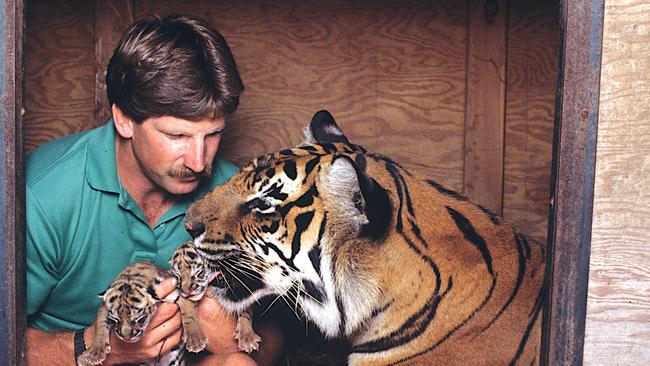 Patrick Martin-Vegue with tiger Baghdad and two of her 43 cubs at Marine World California in 1988.