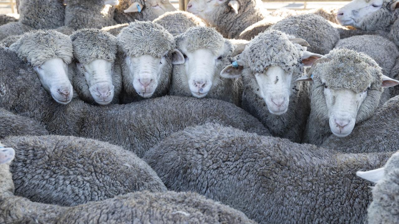 WA farmers make moves ahead of live export ban