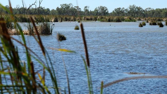 General view of the Macquarie Marshes Nature Reserve. Picture: Dan Himbrechts