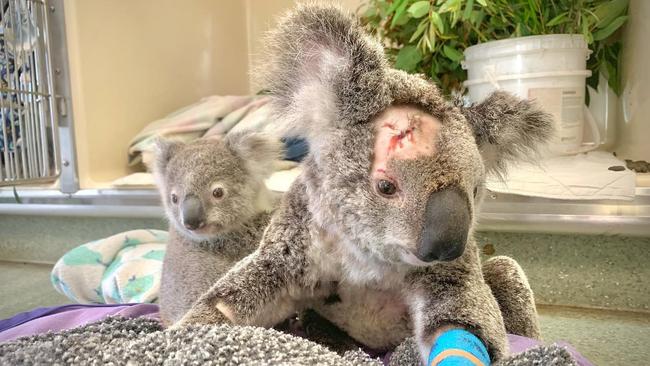 The quick response of Gympie region residents saved koala Shauna and joey Augie's lives after dog attack. Picture: Australia Zoo